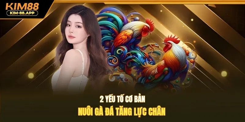 2 yếu tố cơ bản nuôi gà đá tăng lực chân